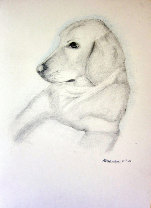 Hundeportrait - Labrador Bleistiftzeichnung