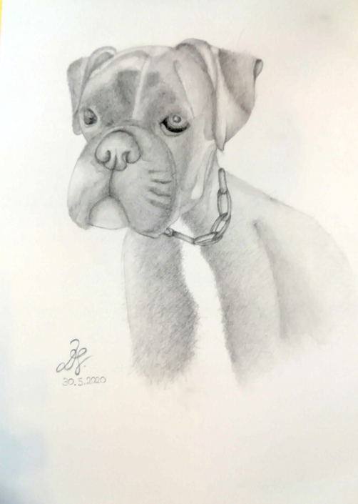 Hundewelpenportrait - Bleistiftzeichnung