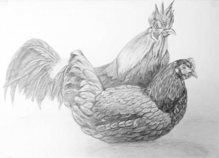 Tierportrait - Huhn und Henne Bleistiftzeichnung