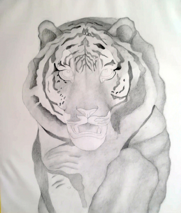Tigerportrait Bleistiftzeichnung